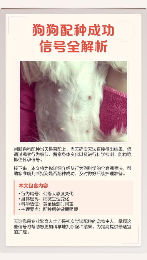 2026年芜湖蝴蝶犬配种口碑前三:正规繁育基地推荐与避坑指南