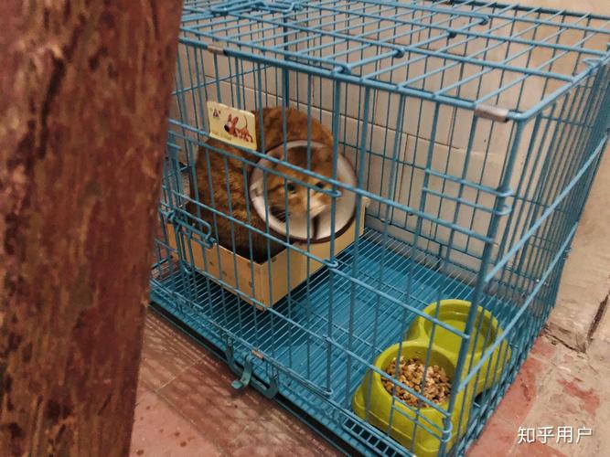济宁橘猫配种推荐清单:2026年正规繁育渠道与价格分析