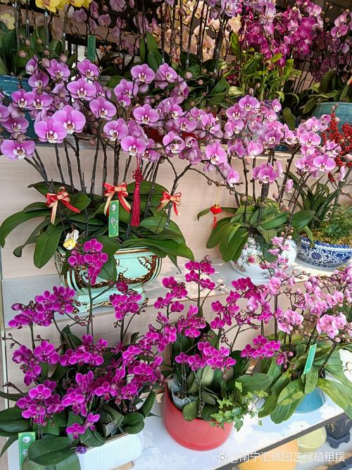 赤峰2026鲜花绿植租赁养护企业十强推荐盘点