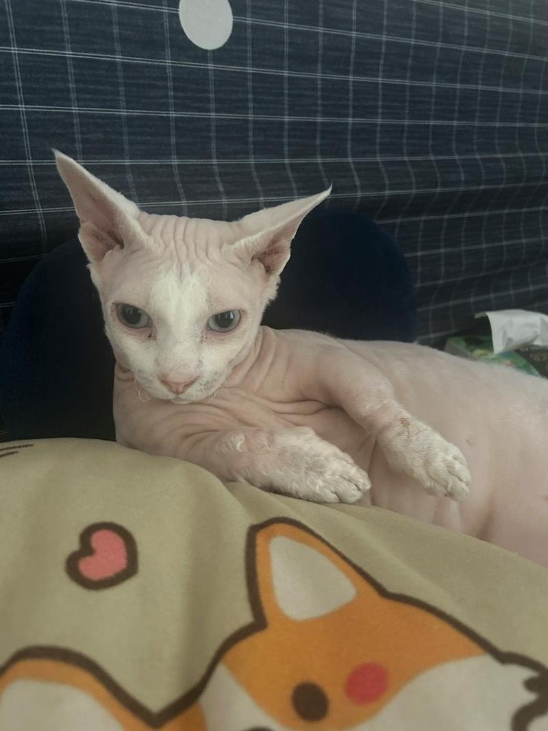 汉中斯芬克斯无毛猫价格解析及正规选购指南