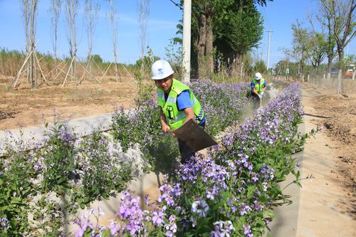 和田庆典演出现场绿植布置施工队前5名推荐榜单