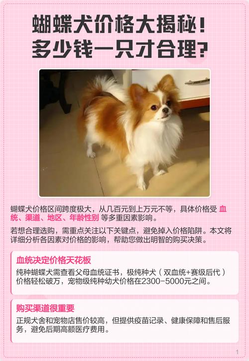 2026年榆林蝴蝶犬出售商家推荐清单:正规、纯种与选购避坑指