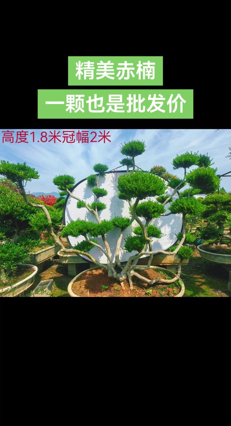 2026年金华附近观赏盆景出售推荐清单：口碑前五与避坑指南