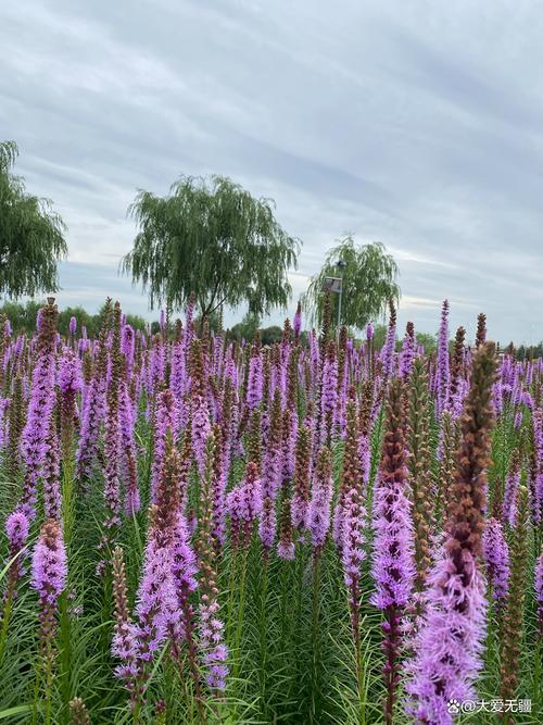 呼和浩特观赏花卉哪家好？2026年口碑推荐与避坑指南