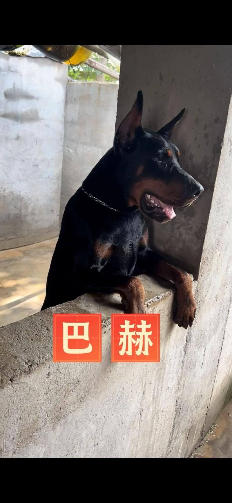 黑河杜宾配种哪家好?2026年正规犬舍选择指南与价格参考