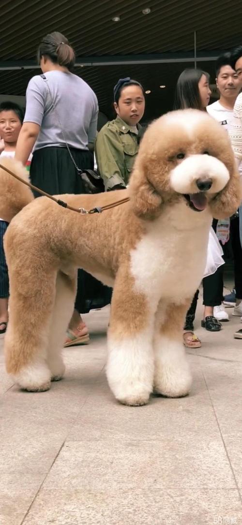 临汾古牧出售前三推荐：2026年正规犬舍、价格解析与避坑指南