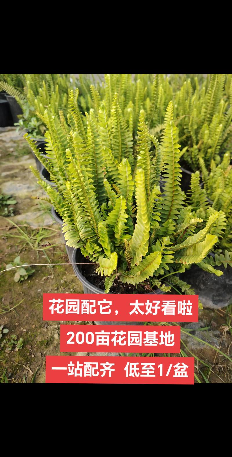 鹰潭绿植盆栽基地直供厂家TOP5推荐(2026):源头采购价