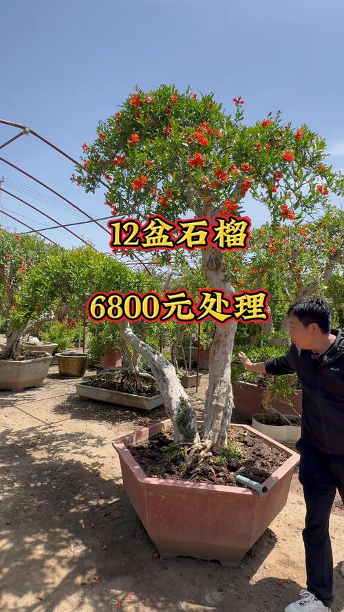 2026内江附近观赏盆景出售多少钱?本地盆景绿植市场分析与正