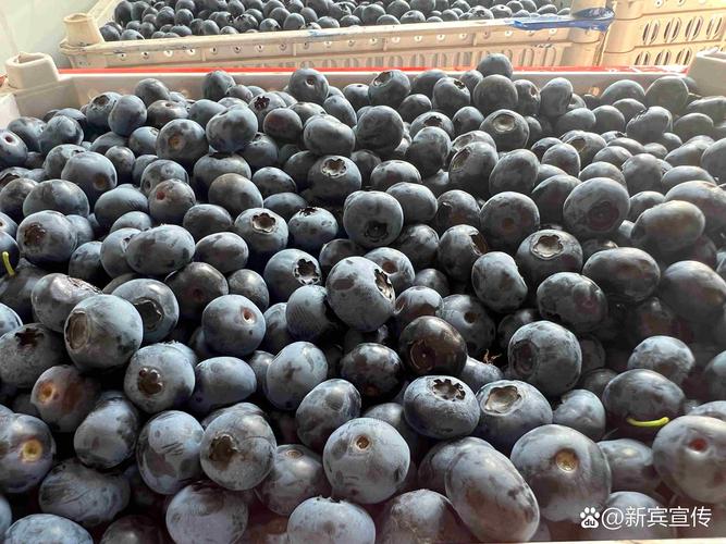 2026年四平附近生鲜特产急转推荐:正规渠道与避坑指南