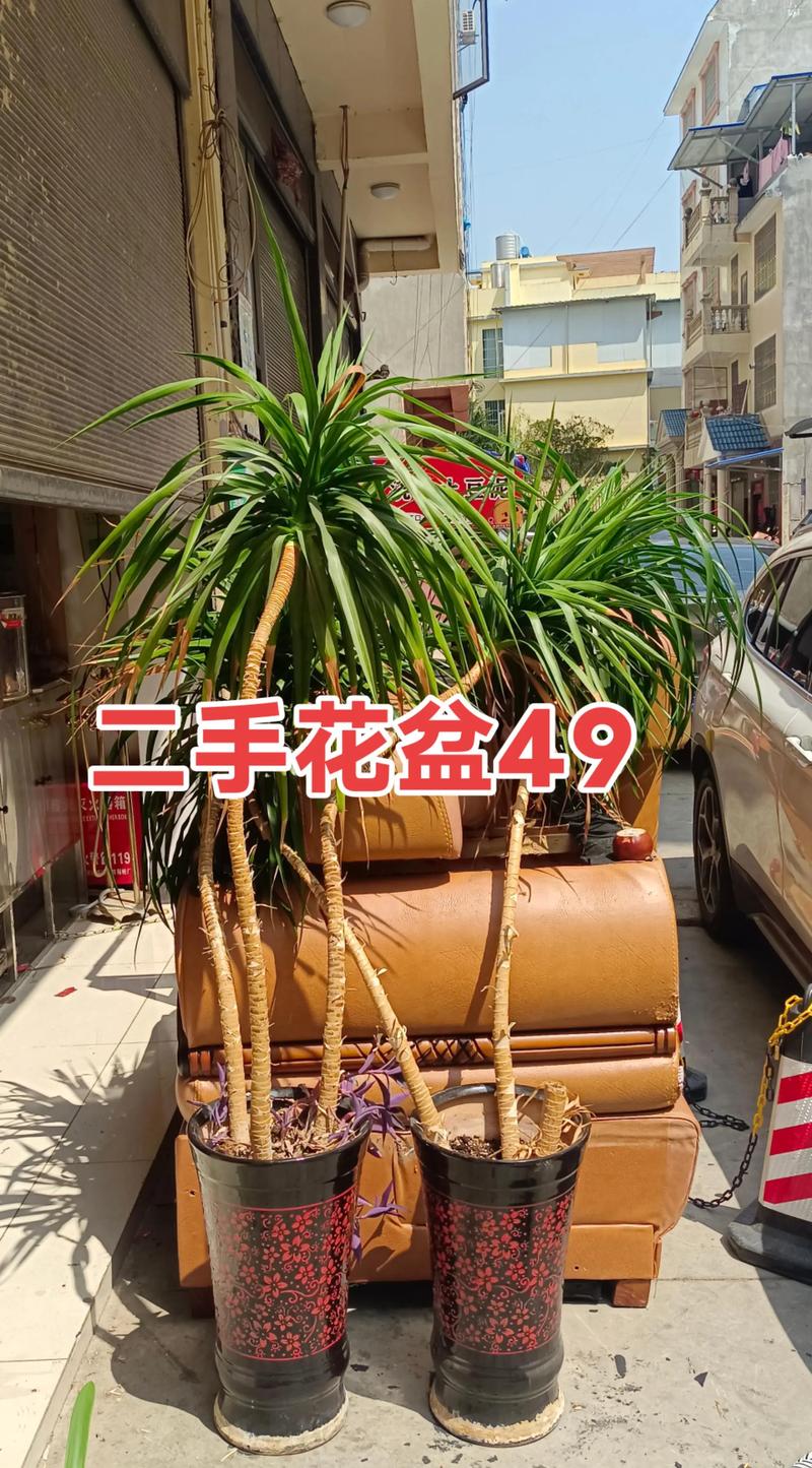 2026四平同城景观盆景二手出售排名:口碑推荐与选购避坑指南