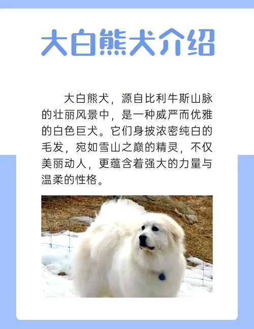 2026晋城宠物犬行业分析:大白熊价格、正规厂家及购宠避坑指