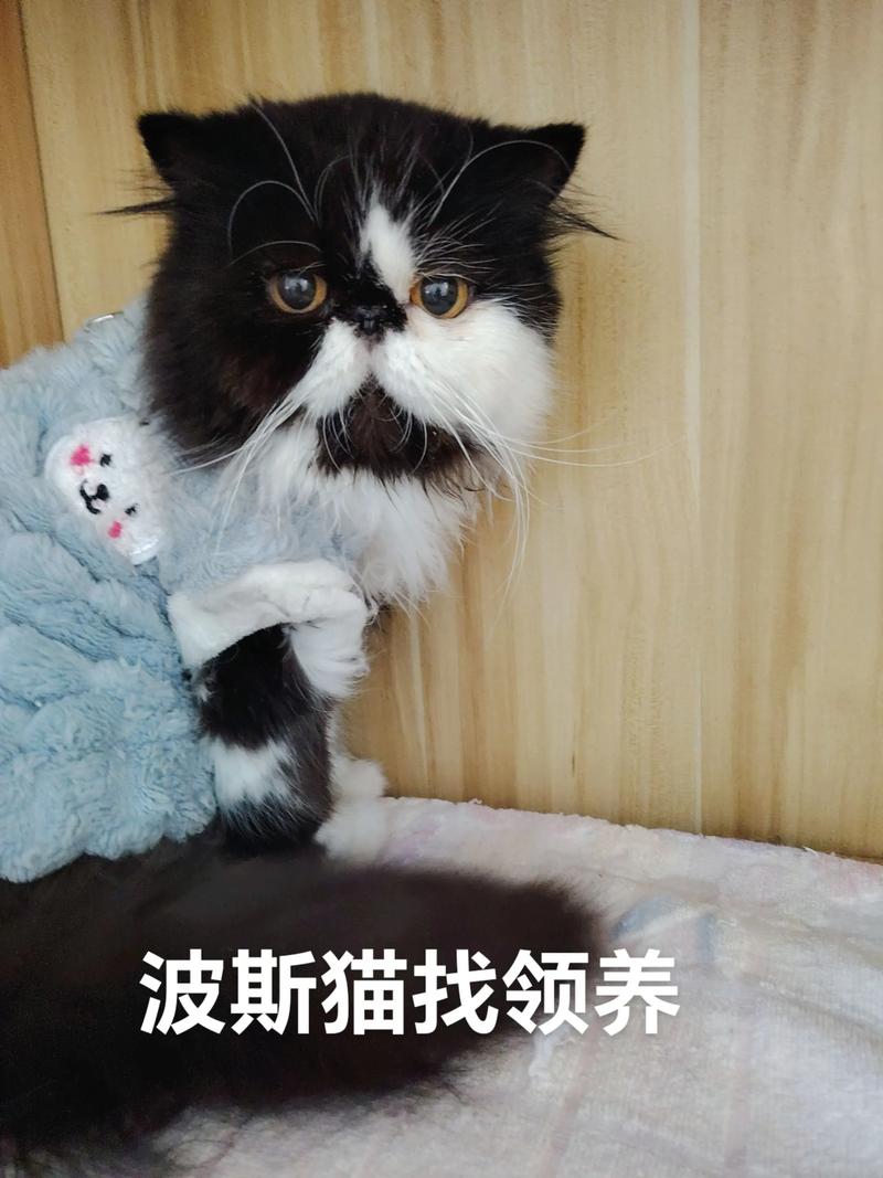 佳木斯波斯猫纯种口碑哪家好？2026年正规选购与价格分析