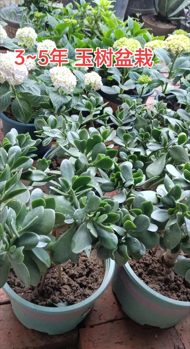 附近观赏盆景出售指南:庭院与家居绿植的选择与养护分析