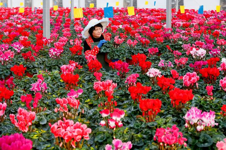 如何选择优质鲜花基地供货商？关键要素与行业洞察