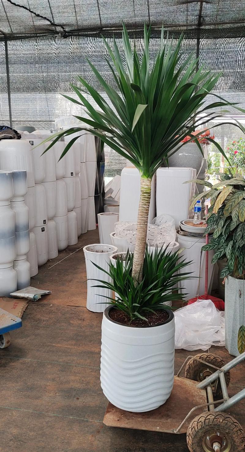 盆景基地供货商行业参考:精选优质企业与产区分析